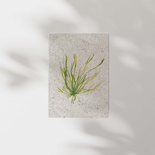 Portrait painting of gut week / grass kelp, green coloured. On paper made from seaweed. From Kelpi Studio in Cornwall.