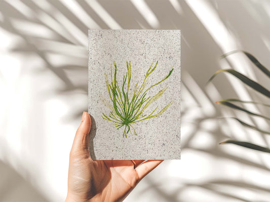 Hand holding a portrait painting of gut week / grass kelp, green coloured. On paper made from seaweed. From Kelpi Studio in Cornwall.