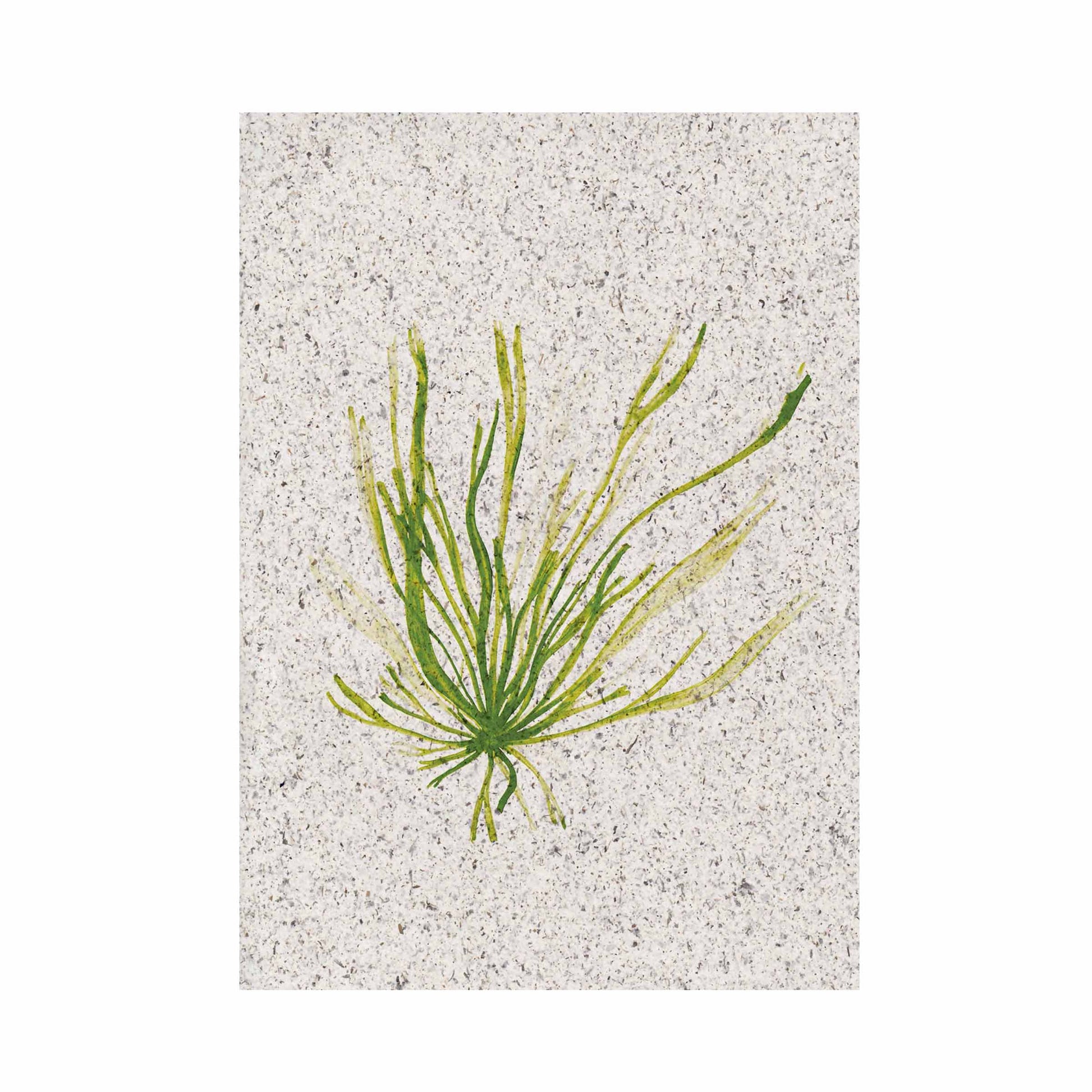 Portrait painting of gut week / grass kelp, green coloured. On paper made from seaweed. From Kelpi Studio in Cornwall.